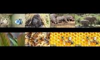 Thumbnail of Mother Nature’s Beauty of Wildlife & Animals All Across the Globe