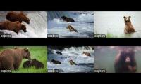 Explore.org Katmai National Park Brown Bear Cam 2023