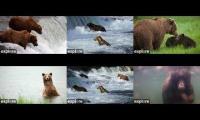 Katmai Bears Live Webcams