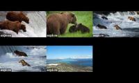 Thumbnail of Watching bears Katmai 2023 October