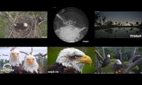 Bald Eagle Nest Mashup