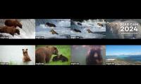 Katmai Bears WatchParty 2024