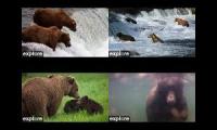 Bears of Katmai 2024