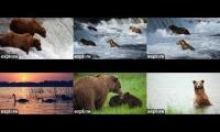 Katmai BEARS of Alaska!