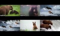 Katmai Bears Watch 2024