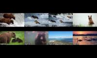 Explore.org Live Streams from Brooks Falls in Katmai National Park