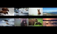 Katmai 2024 (All Cams)