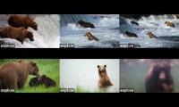 Brooks Falls Bear Watching Cams