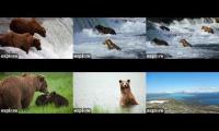 Katmai Bear Cams BF-BFL-RF-KRV-RW-DM