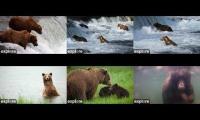 Katmai National Park Bear Cams