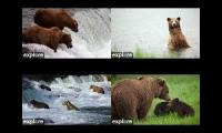 2024 Katmai National Park Bear Cams