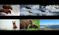 Brooks Falls Katmai National Park Bears