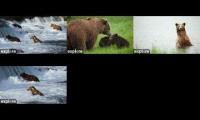 Thumbnail of Brooksfalls bear cam