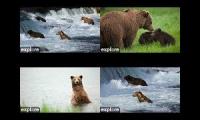 Brooksfalls bear cam