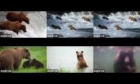 Katmai Bears Watch 2024