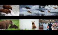 Thumbnail of Bears and hardrock 100 7