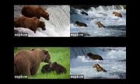 Thumbnail of Katmai Bears - Explore.org