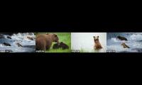 Thumbnail of Brooks fall bear cams -WIDE