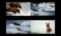 Thumbnail of katmai brown bears 4 feeds