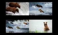 four bear cams 2024 enjoy