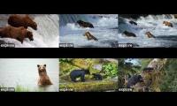 Thumbnail of Bear cams in Alaskan National Parks