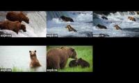 Thumbnail of Explore Katmai Bears 2024 - 4