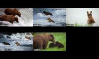 Thumbnail of Brooks Falls Bears w/out underwater cam