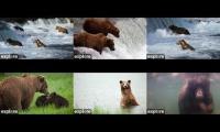 Thumbnail of Bears cams from Brooks Falls
