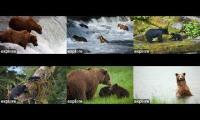 Thumbnail of Alaska Bear Livestreams