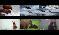 Thumbnail of Katmai Bears by Explore.org