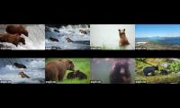 Thumbnail of Brooks Falls & Anan Wildlife Observatory