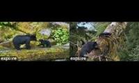 Thumbnail of Anan Black Bear Cams. Cam1-FH3