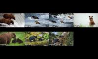Thumbnail of Explore Bears (AK and Tongass)