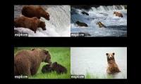 Thumbnail of FOUR BEAR CAMS FOR DAVE