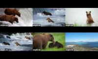 Thumbnail of Katmai Bear Livestreams