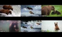 Katmai Bears at Brooks Explore.org Live CAM