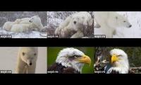 Polar Bears and Eagles