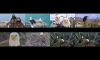 Thumbnail of Eagles Live Cams Around The US