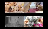 Thumbnail of Live Stream: Cute Animals!