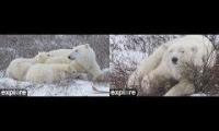 Thumbnail of PolarBearCams: North & South