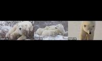 Thumbnail of Explore.org Polar Bear Cams