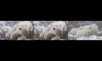 Thumbnail of Polar Bear Buggy/Lodges