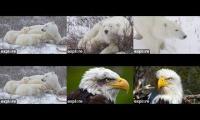 Thumbnail of Polar Bears and Eagles