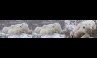 Thumbnail of Polar Bears TundraBuggy