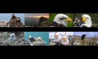 Thumbnail of Eagle Nest  Live Cams