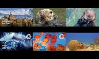 Thumbnail of Bay  Ocean  Reef   Live Cams