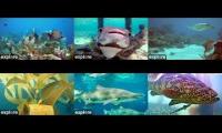 Thumbnail of Underwater Live off-coast and reef cams