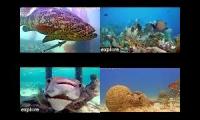 Thumbnail of Underwater Live Feeds-Reef