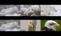 Thumbnail of Polar Bears and Eagles