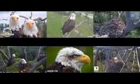 Thumbnail of A lot of Bald Eagle Camera #2